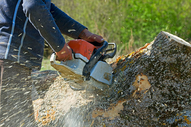 Seasonal Cleanup (Spring/Fall) in South Daytona, FL